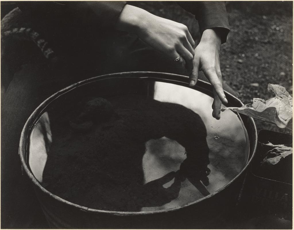 Imogen Cunningham: A Retrospective