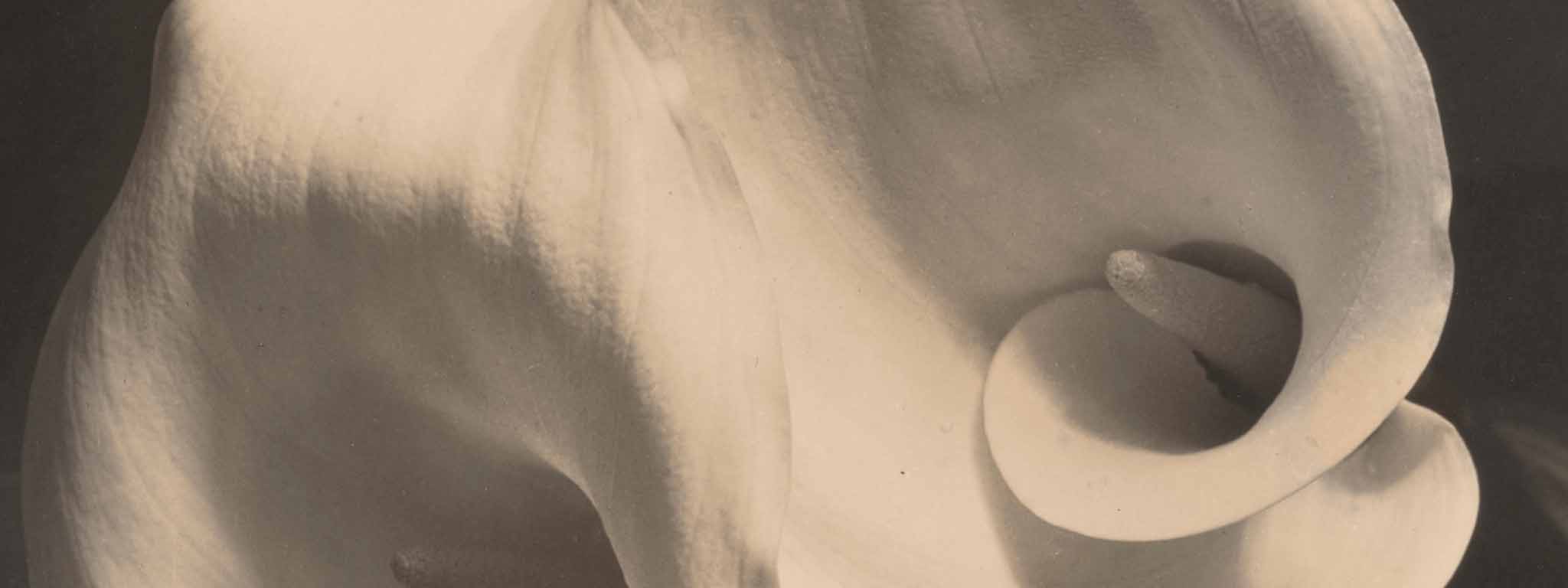 Two Callas (detail), 1925-1929, Imogen Cunningham. Gelatin silver print. The Art Institute of Chicago, Julien Levy Collection, Gift of Jean Levy and the Estate of Julien Levy, 1988.157.24. © The Imogen Cunningham Trust