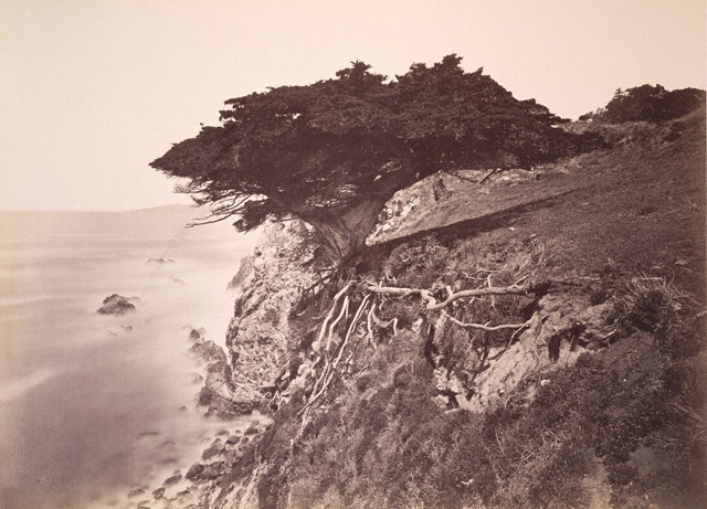 Cypress Tree at Point Lobos, Monterey County / Watkins
