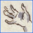 Folio 8