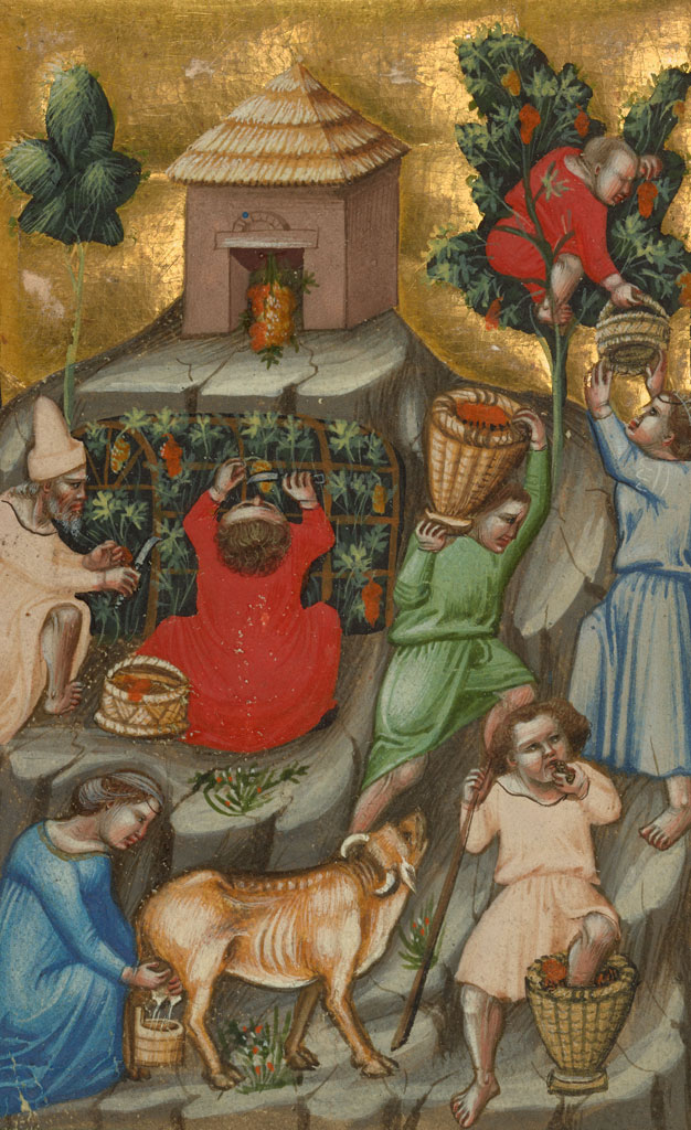 Harvest Scene