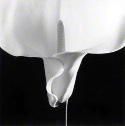 Calla Lily, Robert Mapplethorpe