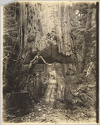 Felling Cedar Tree 30 Miles East of Seattle / Kinsey