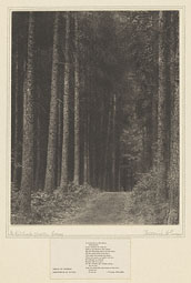 In Redlands Woods, Surrey / F. Evans 