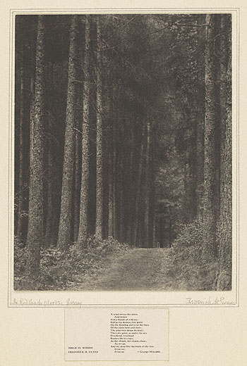 In Redlands Woods, Surrey / F. Evans