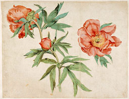 Peonies / Martin Schongauer