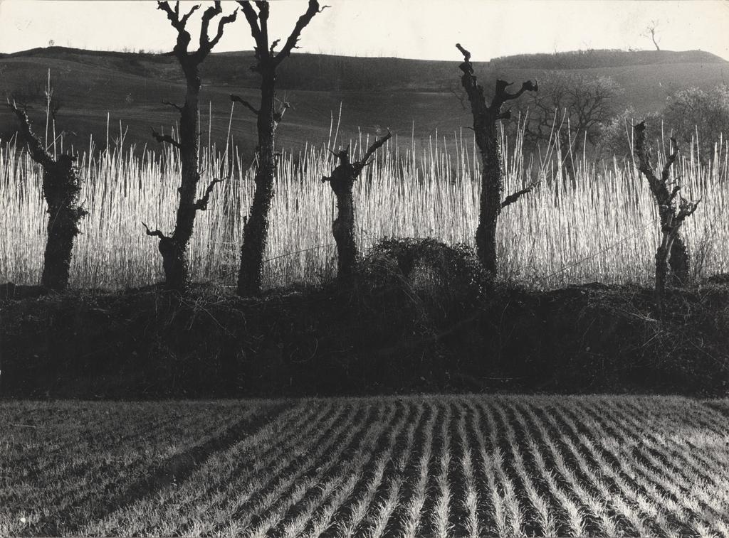 Landscape: Flames on the Field, 1954; printed 1980, Mario Giacomelli, gelatin silver print. The J. Paul Getty Museum, Gift of Daniel Greenberg and Susan Steinhauser. Reproduced courtesy Mario Giacomelli Archive © Rita and Simone Giacomelli