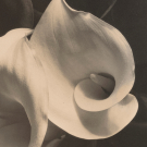 Imogen Cunningham: A Retrospective