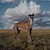 In Focus: Animalia