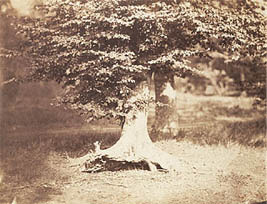 Beech Tree