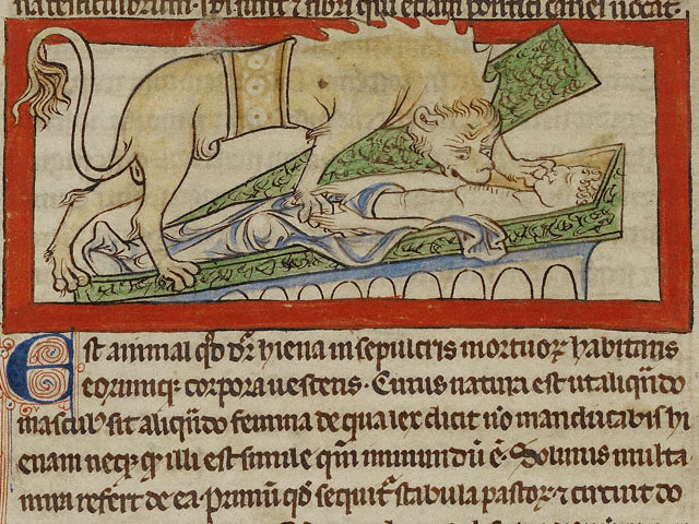 A Hyena / English