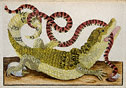 Dwarf Caiman with False Coral Snake / Merian