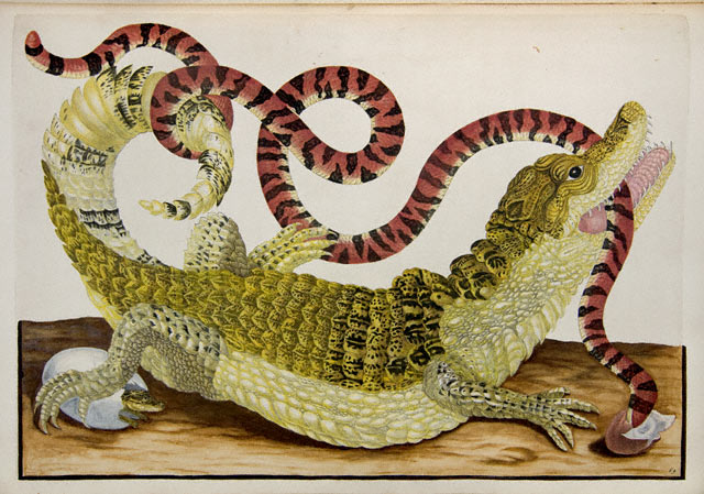 Dwarf Caiman with False Coral Snake / Merian