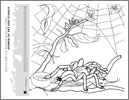 Coloring sheet with Tarantula, Ant, Spiders, and Hummingbird
