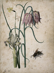 Iris, Narcissus, Fritillary / Flegel