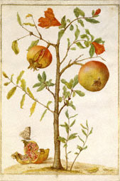 Pomegranate / Merian