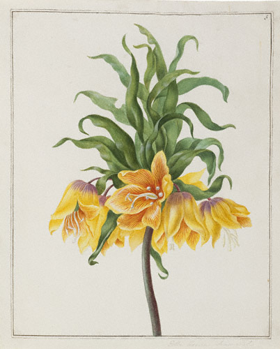Yellow Crown Imperial / Herolt