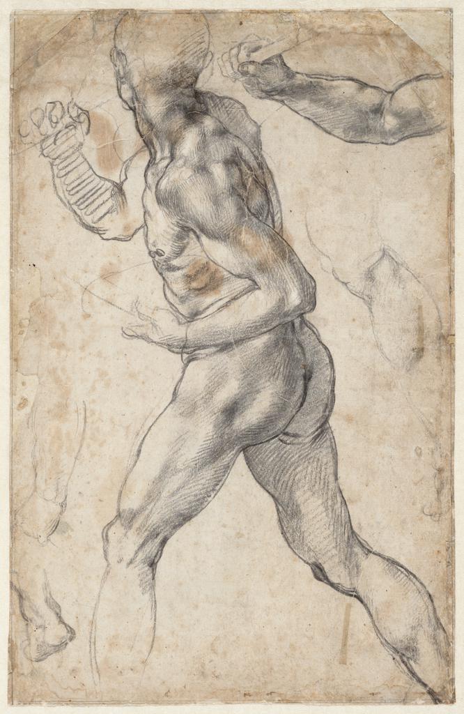 Striding Male Nude, and Anatomical Details, 1504 or 1506, Michelangelo Buonarroti, black chalk with white heightening. Teylers Museum, Haarlem. Purchased in 1790. © Teylers Museum, Haarlem