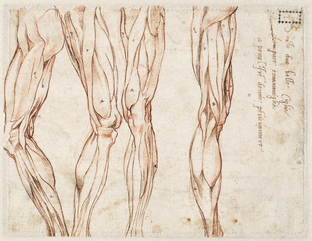 Four Studies of a Left Leg, 1515–20, Michelangelo Buonarroti, red chalk, retraced with pen and brown ink. Teylers Museum, Haarlem. Purchased in 1790. © Teylers Museum, Haarlem