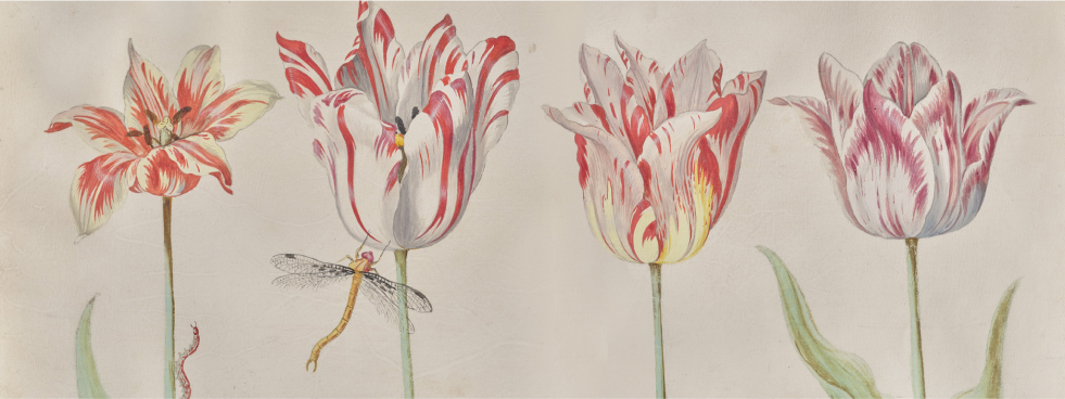 Four Tulips (detail), about 1635-1645, Jacob Marrel, watercolor and opaque watercolor heightened with gum over metalpoint on parchment. Getty Museum