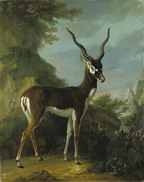 Indian Blackbuck / Oudry