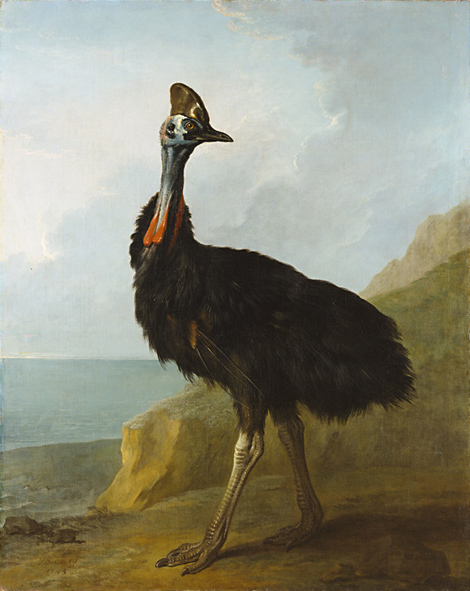 Cassowary / Oudry