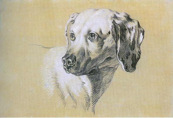 Dog's Head / Oudry