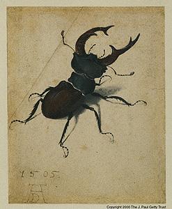 Stag Beetle