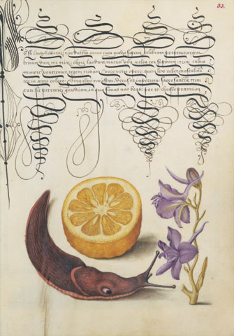 Orange, Mollusk, Larkspur / Hoefnagel