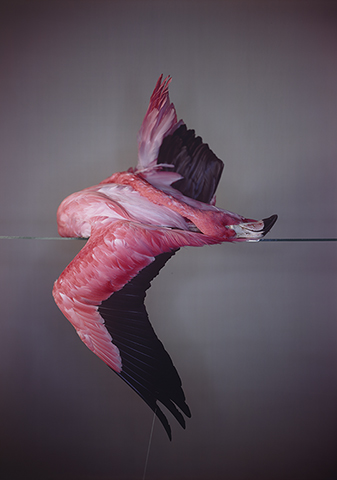 Large Flamingo, 2012, Richard Learoyd, silver-dye bleach print. © Richard Learoyd, courtesy Fraenkel Gallery, San Francisco
