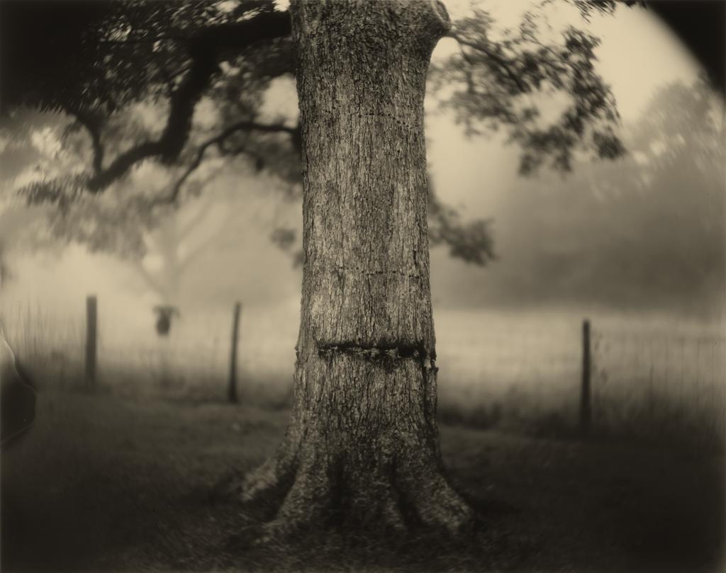 Deep South, Untitled (Scarred Tree), 1998, Sally Mann, gelatin silver print. National Gallery of Art, Washington. Alfred H. Moses and Fern M. Schad Fund. © Sally Mann
