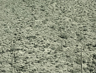 Arizona Landscape / F. Sommer
