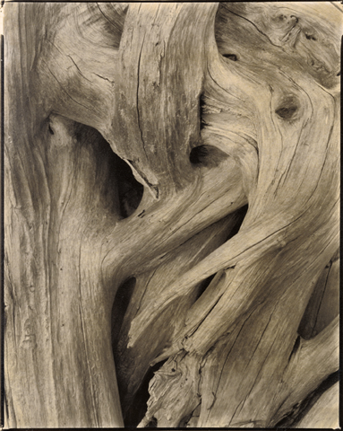Driftwood, Maine / Strand