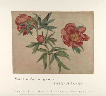 Studies of Peonies, Poster