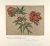 Schongauer, Martin 