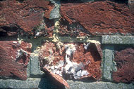 Conservation image