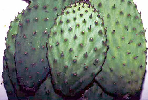 conservation image