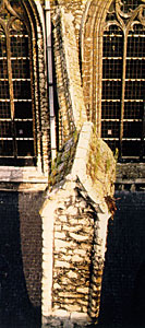 conservation image
