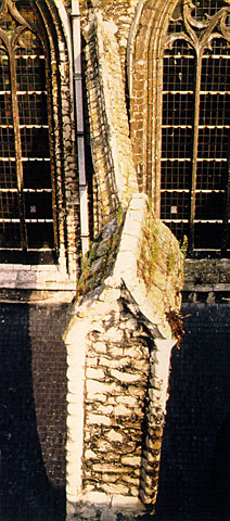 conservation image
