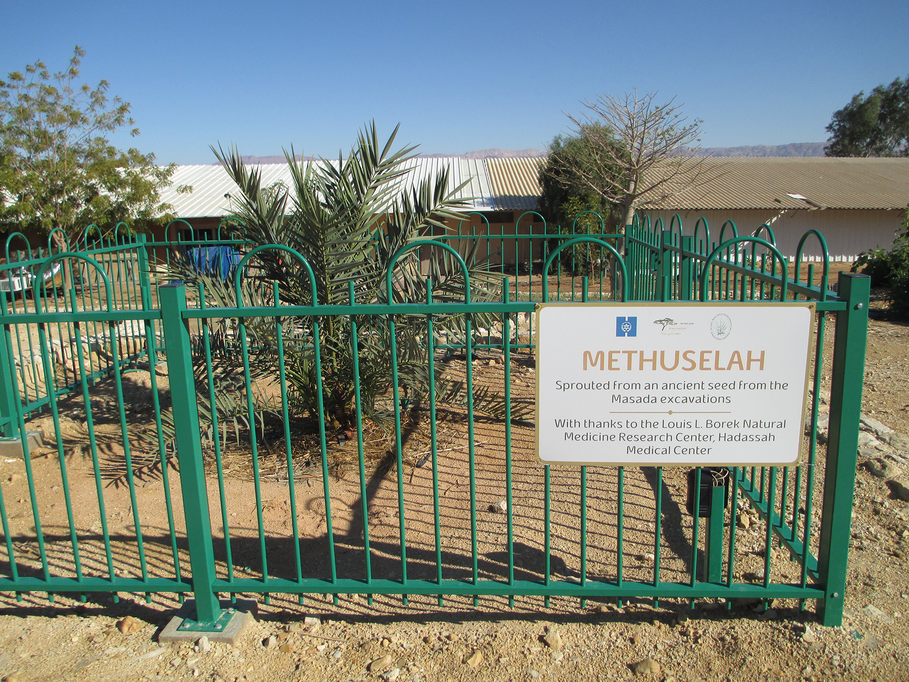 Methuselah date palm from Massada ruines in kibbu