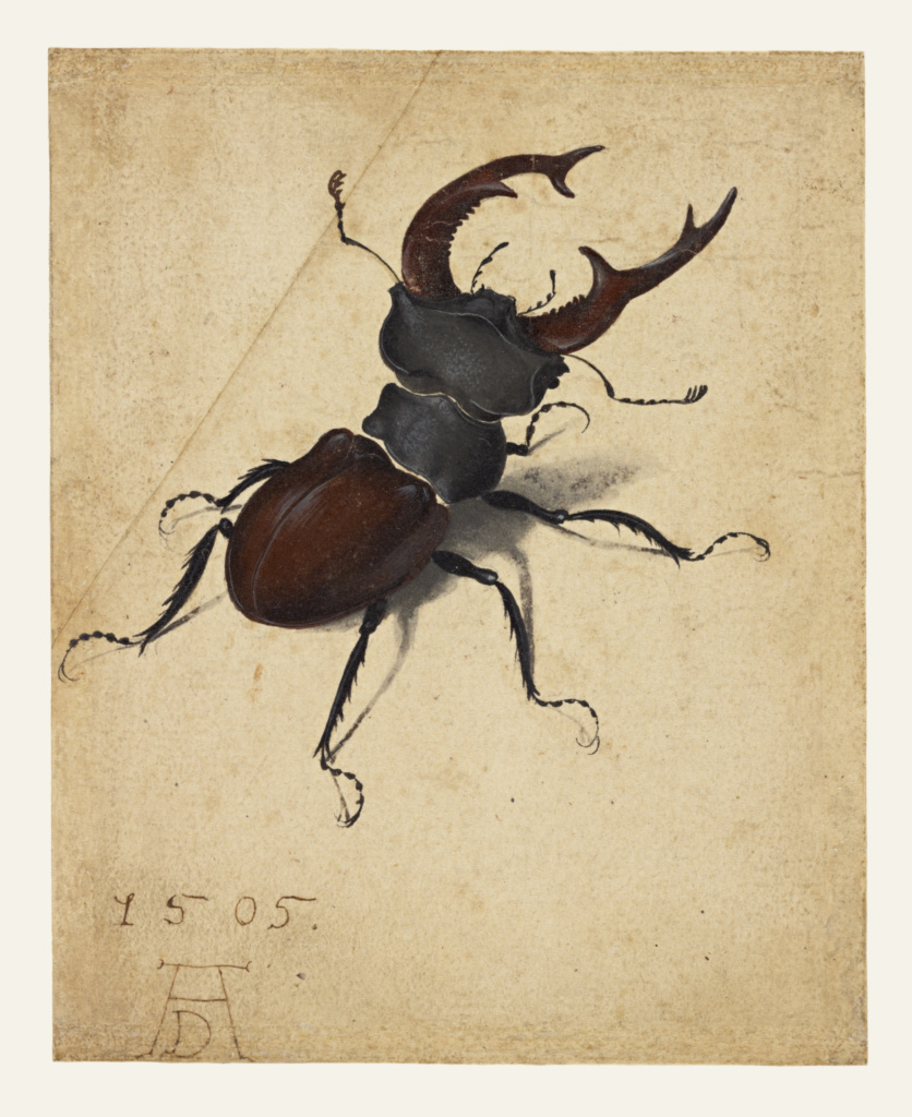 stag beetle getty museum