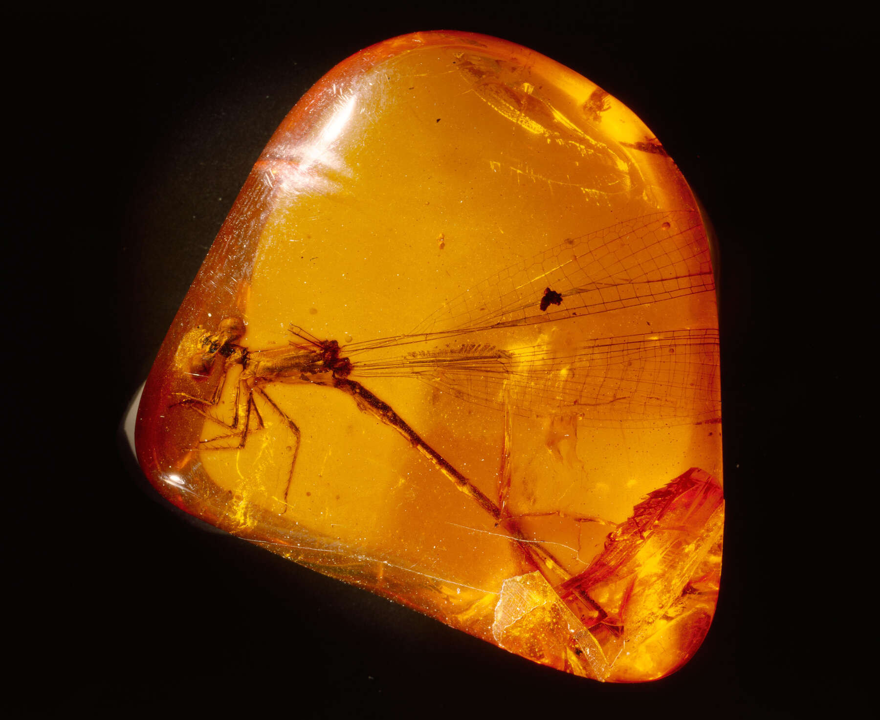 What Is Amber? | Ancient Carved Ambers in the J. Paul Getty Museum