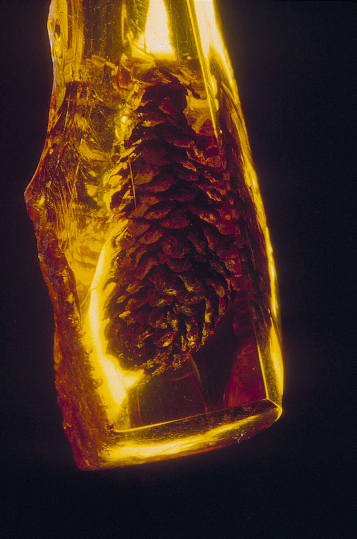 What Is Amber?  Ancient Carved Ambers in the J. Paul Getty Museum