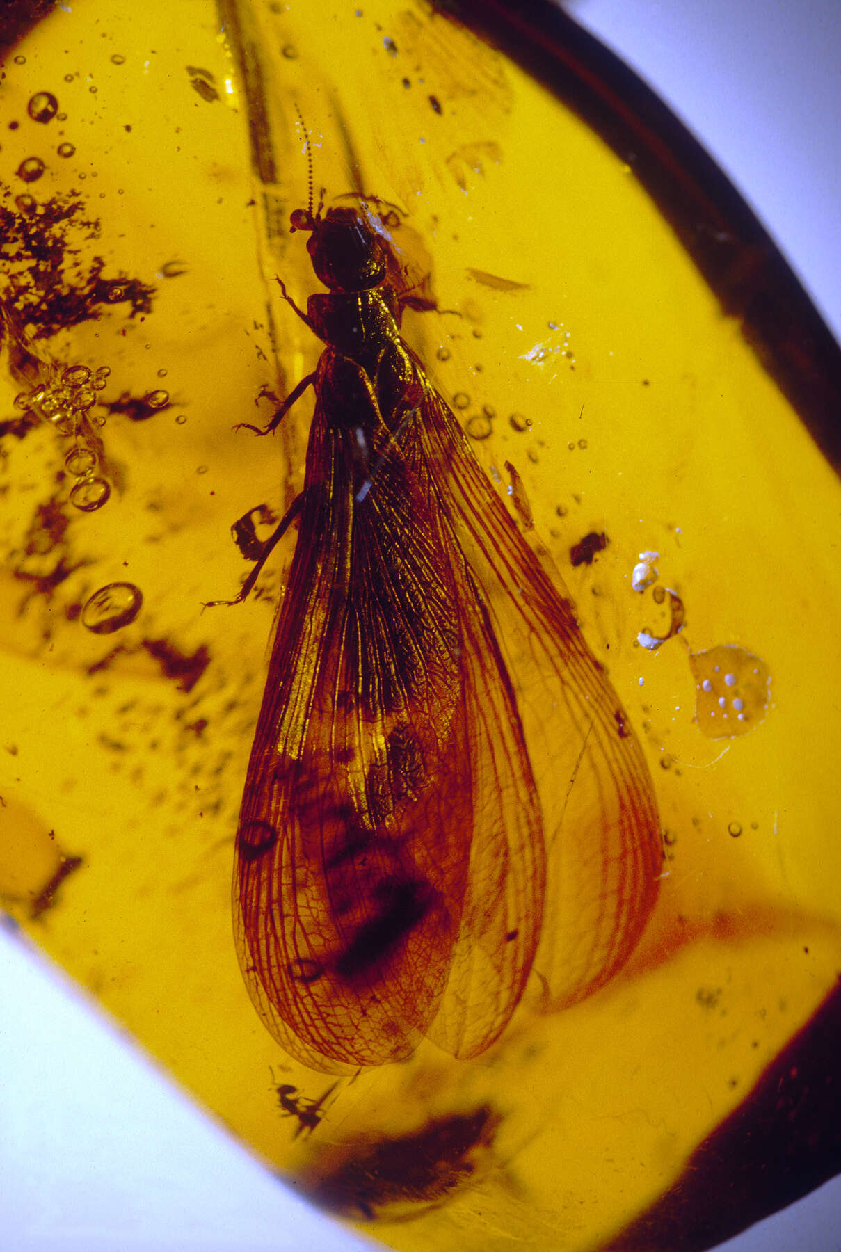 Orange Amber Stone With Insects, Large Thick Amber Resin Small