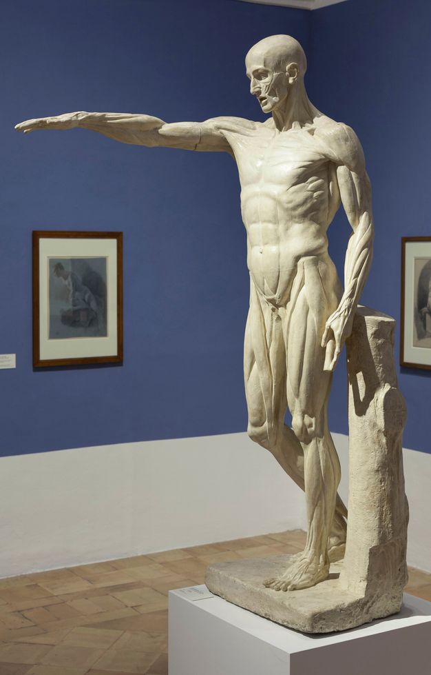 Anatomical model white plaster showcasing the muscular system of a male individual. He is depicted standing and with his weight resting on his left leg, while the right one is slightly bent with the foot a step behind. The individual holds his right arm extended before his body.