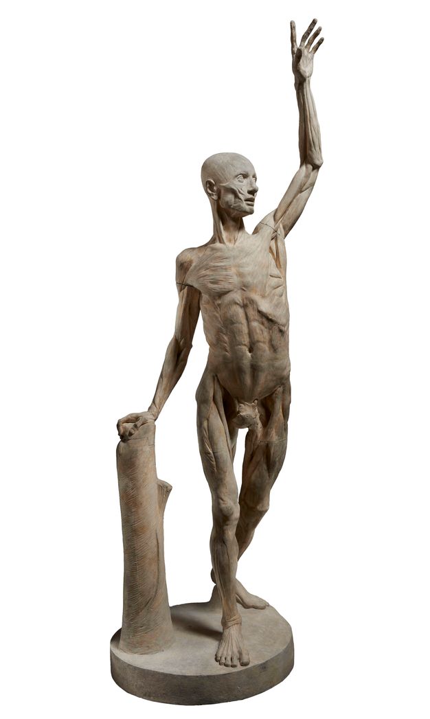Sculpture of a flayed male individual. He appears standing with his weight resting on his right leg, while the left one is slightly bent with the foot a step behind. The individual leans against a short pillar upon which he rests his right arm. He has his left arm up.