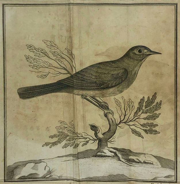 Etching depicting a bird perched on a largely bare branch.
