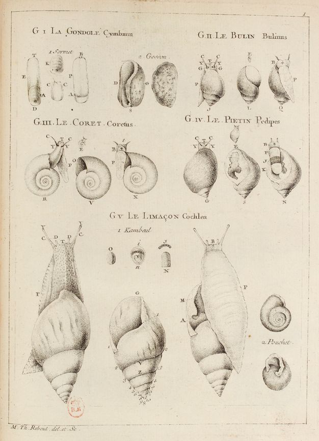 Plate depicting three rows of shells, many of which also feature the animal living inside of them. The animals are featured from different angles, and their depiction are accompanied with letter labels.
