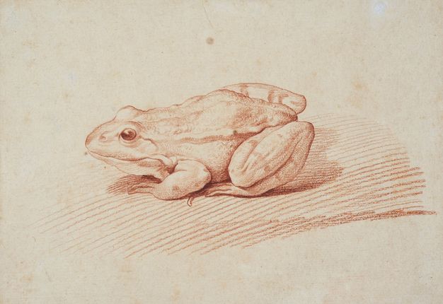 Drawing of a frog in red tones. The texture of the animal’s skin and its stripped patterning are apparent.