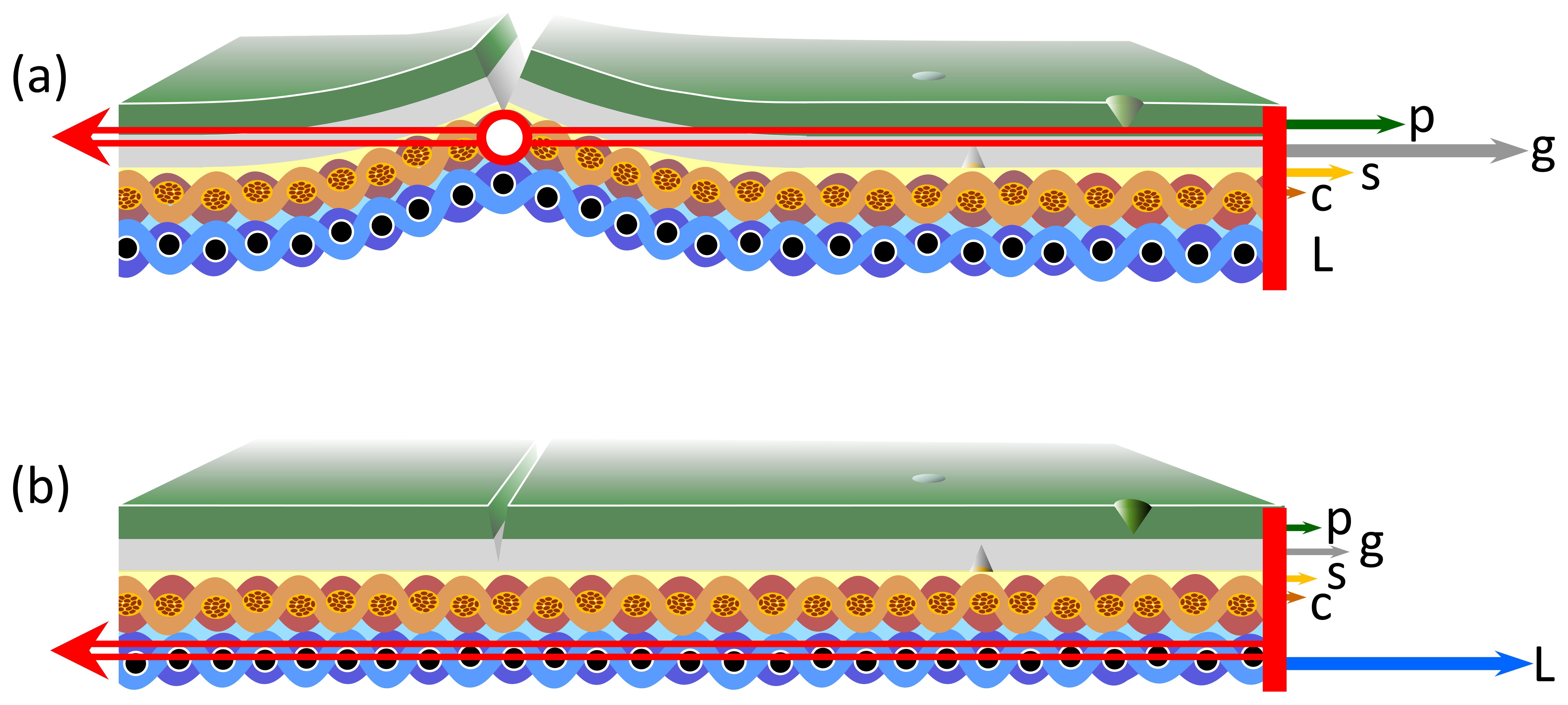 Two diagrams, labeled (a) and (b), showing the various layers of painting lining. The layers (top to bottom) are colored green, grey, yellow, orange, and blue.